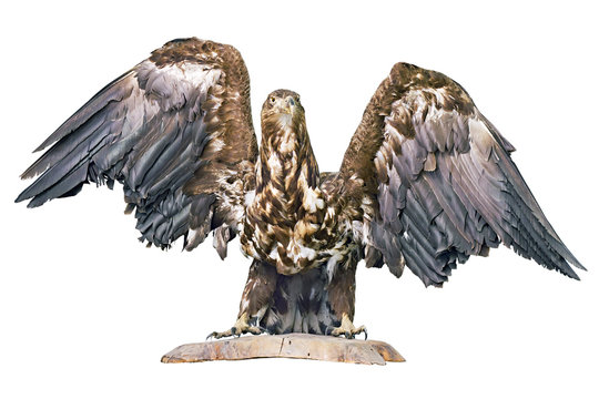 stuffed eagle