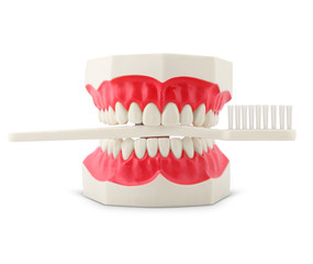 Teeth model with toothbrush on white