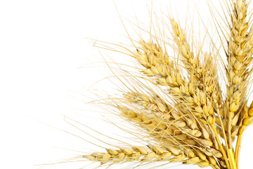 Fototapeta premium The wheat