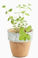 frische Minze (mentha)