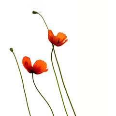 Obraz premium Poppies