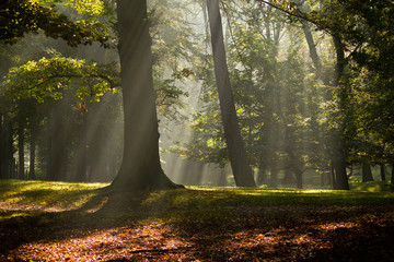 Forest mist in the morning at fall