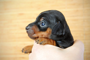 Miniature Pinscher Puppy