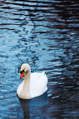 Naklejka premium Beautiful white swan