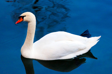 Beautiful white swan