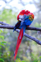 Macaw parrot sits on a branch and cleans feathers