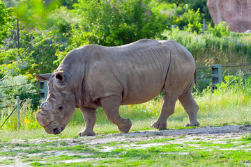 Rhino at the zoo