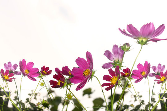 beautiful cosmos flowers made with color filters