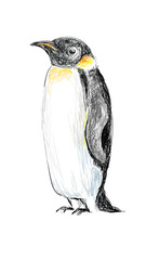 Penguin Hand Drawn