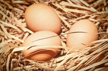 brown eggs at hay nest