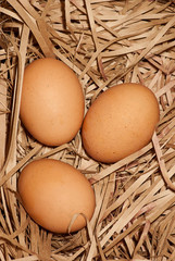 brown eggs at hay nest