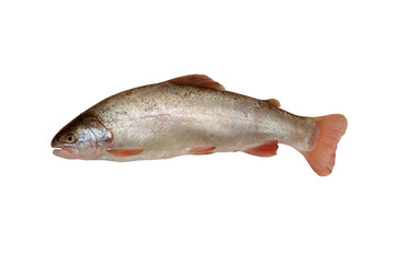 photo of fish salmon