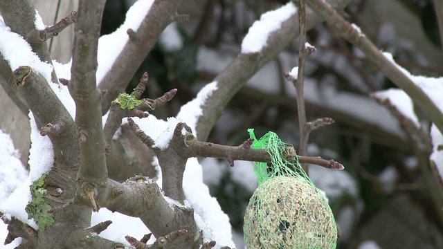 nourir les oiseaux