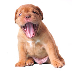 Cute puppy yawning
