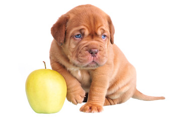 Dogue De Bordeaux puppy sitting with apple