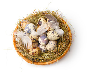 Naklejka na ściany i meble quail eggs in nest isolated on white