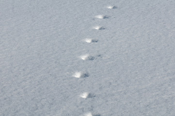 Deertracks in winter