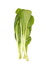 Choi Sum leaves isolated on a white studio background.