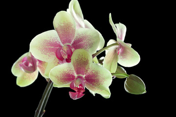 Yellow and purple orchid isolated on black background
