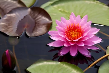 Crédence en verre imprimé fleur de lotus Lotus rose
