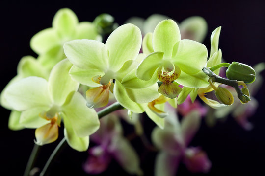 Fototapeta Yellow and purple orchids isolated on black background