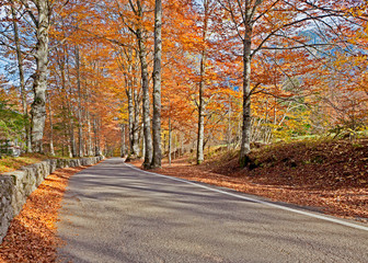Fototapeta na wymiar Autumn road