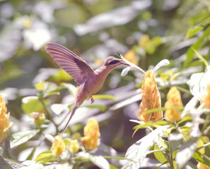 Hummingbird Wings