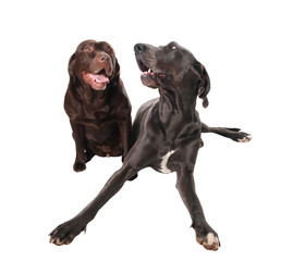 dogge und labrador