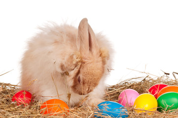 Rabbit with Easter eggs