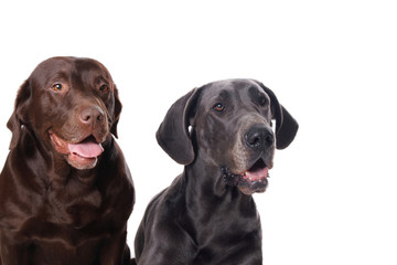 labrador und deutsche dogge