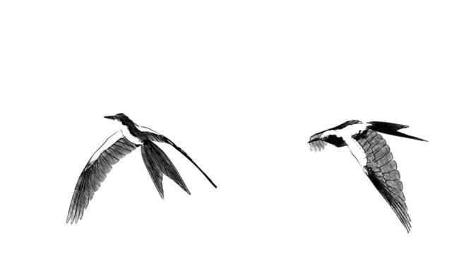 loop animated flying sketch bird in different position