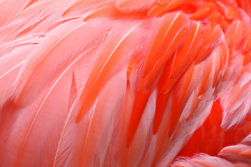 Flamingofedern