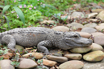 crocodile