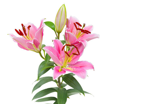 Fototapeta Lilly flower isolated on white with clipping path.