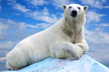 Keuken foto achterwand Ijsbeer ijsbeer