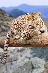 Foto op Plexiglas Panter luipaard op wildgebied