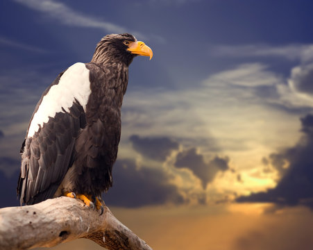 Steller's Sea Eagle