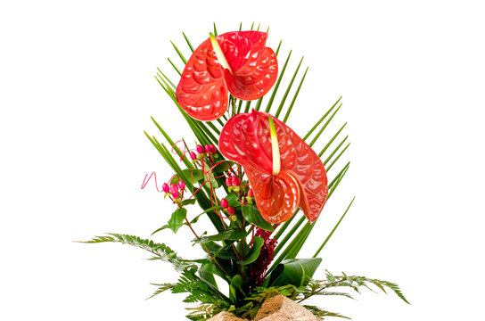 Beautiful red anturio flowers