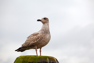 Young seagull on shore the Baltic Sea
