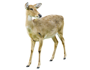 Deer isolated on the white background.