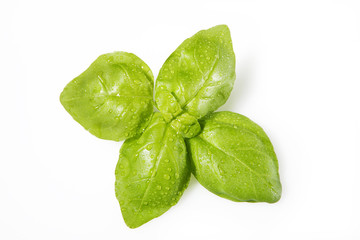 Fototapeta premium basil