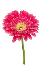 Purple Spring Flower