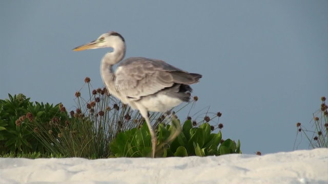 Grey heron, Maldives