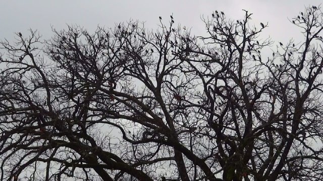 stormo di uccelli
