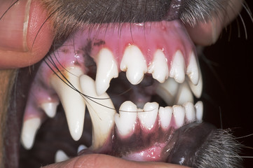 Hundegebiss