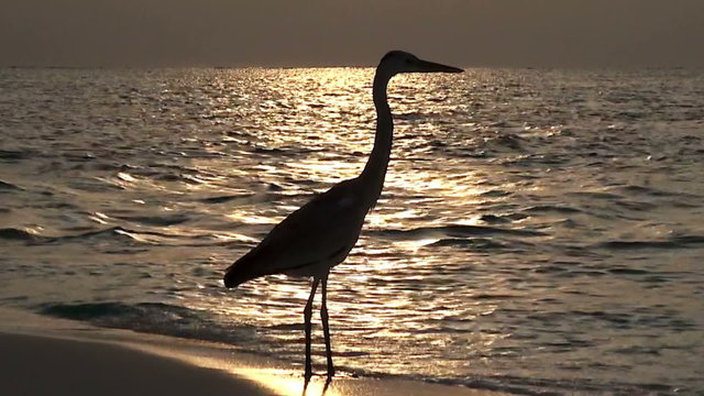 Grey heron, Maldives