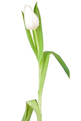 Fototapeta premium Single white tulip