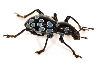 Pachyrrhynchs sp.