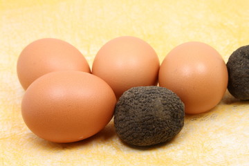 duo de truffes et ses oeufs