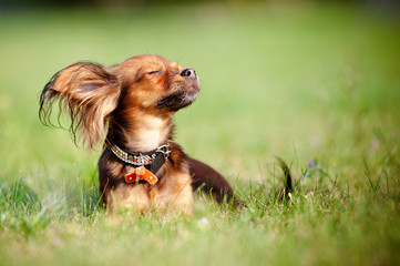 Red russian toy dog enjoying the sun - obrazy, fototapety, plakaty
